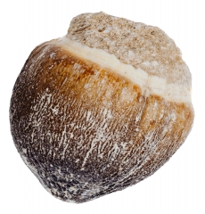 Зуб мозазавра Globidens aegypticus 