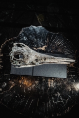 Череп ихтиозавра Platypterigius sp.