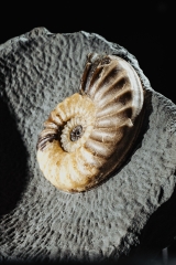 Аммонит Asterosceras obtusum