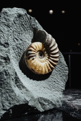 Аммонит Asterosceras obtusum
