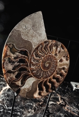 Аммонит Cleoniceras sp.
