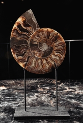 Аммонит Cleoniceras sp.