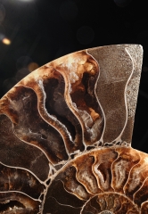 Аммонит Cleoniceras sp.