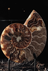 Аммонит Cleoniceras sp.