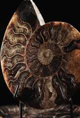 Аммонит Cleoniceras sp.