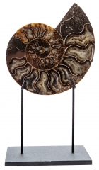 Аммонит Cleoniceras sp.