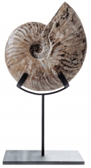 Аммонит Cleoniceras sp.
