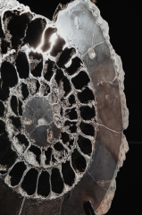Аммонит Speetoniceras versicolor