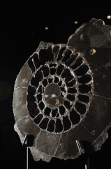 Аммонит Speetoniceras versicolor