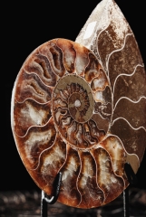 Аммонит Cleoniceras sp.