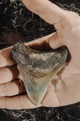 Зуб мегалодона 8 см