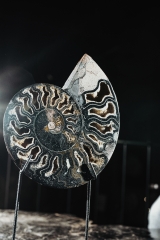 Аммонит Cleoniceras sp.