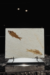 Рыбы Knightia sp.