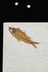 Рыбы Knightia sp.