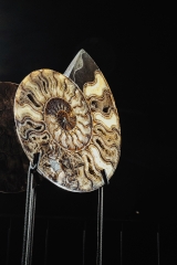 Аммонит Cleoniceras sp.
