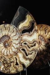 Аммонит Cleoniceras sp.