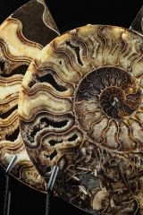 Аммонит Cleoniceras sp.