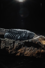 Трилобит Barrandeops sp.