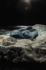Трилобит Barrandeops sp.