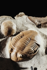 Трилобиты Asaphus punctatus и Subasaphus platyurus 