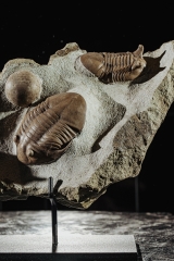 Трилобиты Asaphus punctatus и Subasaphus platyurus 