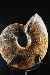 Аммонит Cleoniceras sp.
