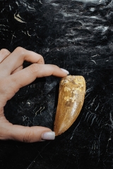 Зуб динозавра Carcharodontosaurus saharicus