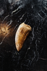 Зуб динозавра Carcharodontosaurus saharicus