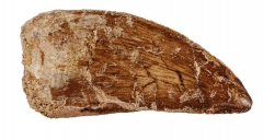 Зуб динозавра Carcharodontosaurus saharicus