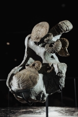 Гребешки Pecten sp., аммониты Acanthoceras rotomagense и Schloenbacсhia subvarians