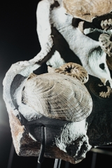 Гребешки Pecten sp., аммониты Acanthoceras rotomagense и Schloenbacсhia subvarians