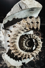 Аммонит Gassendiceras alpinum
