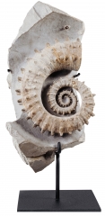 Аммонит Gassendiceras alpinum
