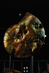 Аммолитовый аммонит Placenticeras costatum