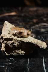 Трилобит Subasaphus platyurus 