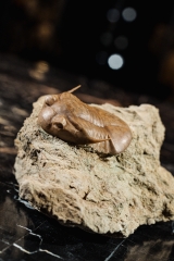 Трилобит Subasaphus platyurus 