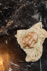 Трилобит Subasaphus platyurus 
