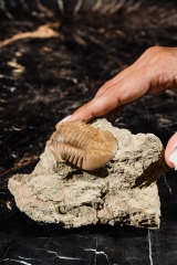 Трилобит Subasaphus platyurus 