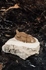 Трилобит Asaphus punctatus 