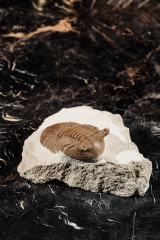 Трилобит Asaphus punctatus 