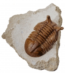 Трилобит Asaphus punctatus 