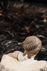 Трилобит Asaphus punctatus 