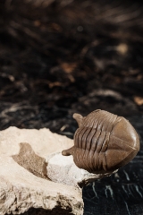 Трилобит Asaphus punctatus 