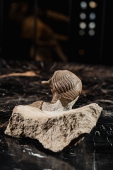 Трилобит Asaphus punctatus 