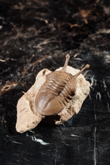 Трилобит Asaphus kowalewskii 