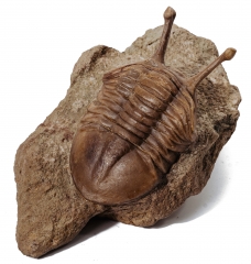 Трилобит Asaphus kowalewskii 