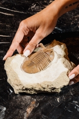 Трилобит Asaphus punctatus 