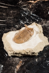 Трилобит Asaphus punctatus 