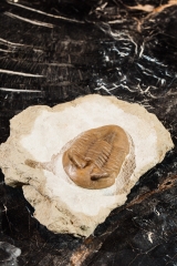 Трилобит Asaphus punctatus 