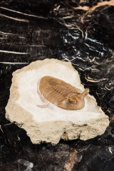 Трилобит Asaphus punctatus 